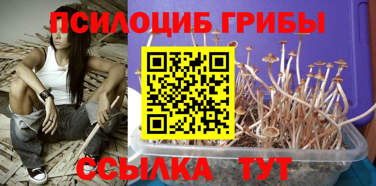 Галлюциногенные грибы Psilocybe  Вход с VPN  Димитровград  закладки  Псилоцибиновые грибы Psilocybine cubensis 